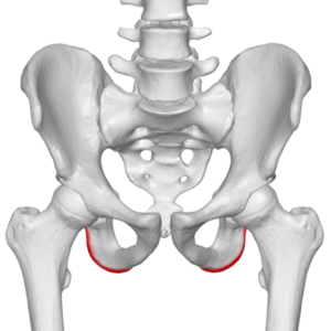 ischial tuberosities
